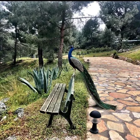 Greenery With Shared Pool In